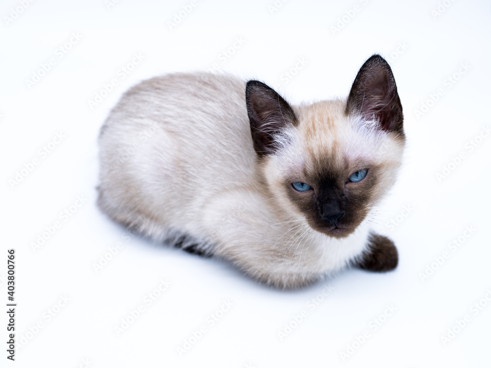 siamese thai kitten with big blue eyes