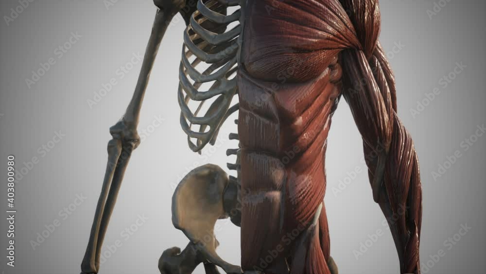 muscular and skeletal system of human body