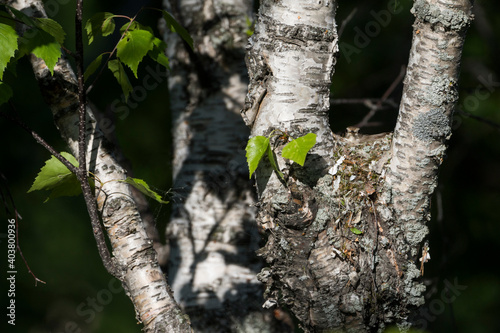 Bruine Vliegenvanger, Asian Brown Flycatcher, Muscicapa dauurica photo