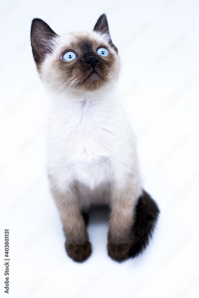 siamese thai kitten with big blue eyes