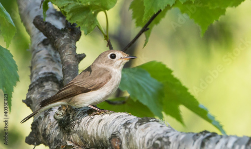 Bruine Vliegenvanger, Asian Brown Flycatcher, Muscicapa dauurica photo