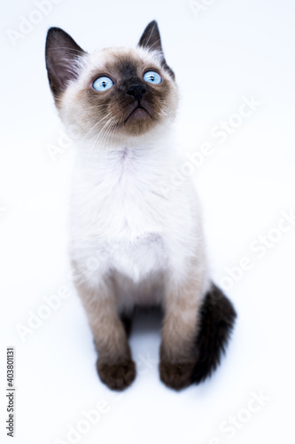 siamese thai kitten with big blue eyes