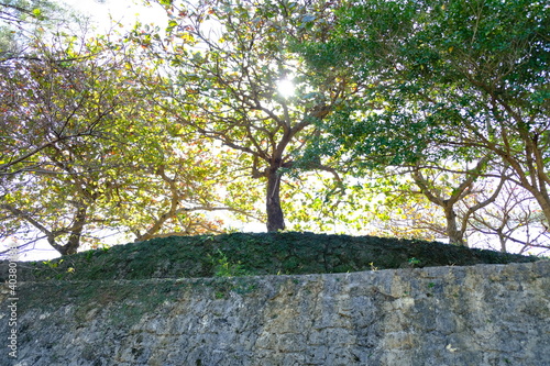 Colorful trees on the stone fence