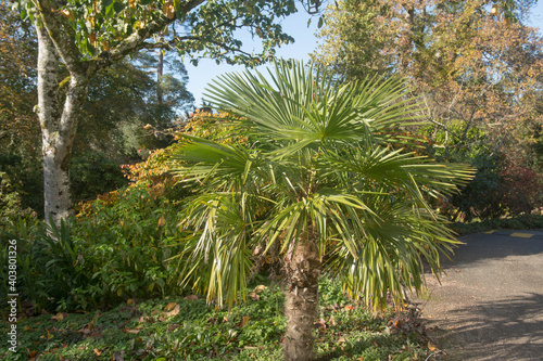 Autumn Foliage of an Evergreen Chinese Windmill or Chusan Palm (Trachycarpus fortunei) Growing in a Garden in Rural Devon, England, UK