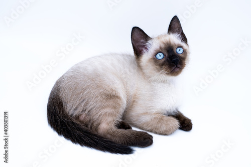 siamese thai kitten with big blue eyes