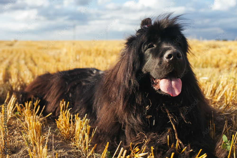 Long haired sale newfoundland