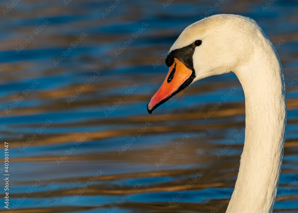Close up of a Cygnus swan neck and head. Close up of a Cygnus swan neck and head.