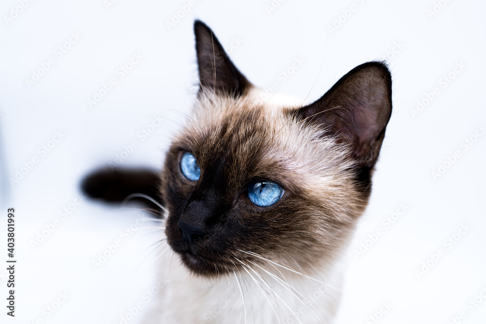 siamese thai cat with big blue eyes