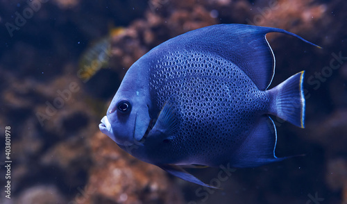Aracana ornata fish is underwater. Close up view. Life in ocean © standret