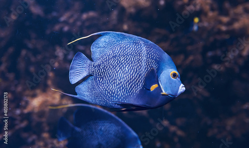 Aracana ornata fish is underwater. Close up view. Life in ocean © standret