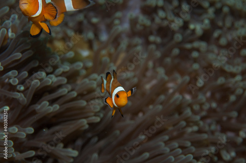 A clown fish or nemo fish in a marine anemone