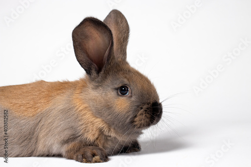 Macro photo of a fluffy brown rabbit. Rabbit diseases, coccidiosis. Isolate on white. 2023 new year of the rabbit with copy space for text photo
