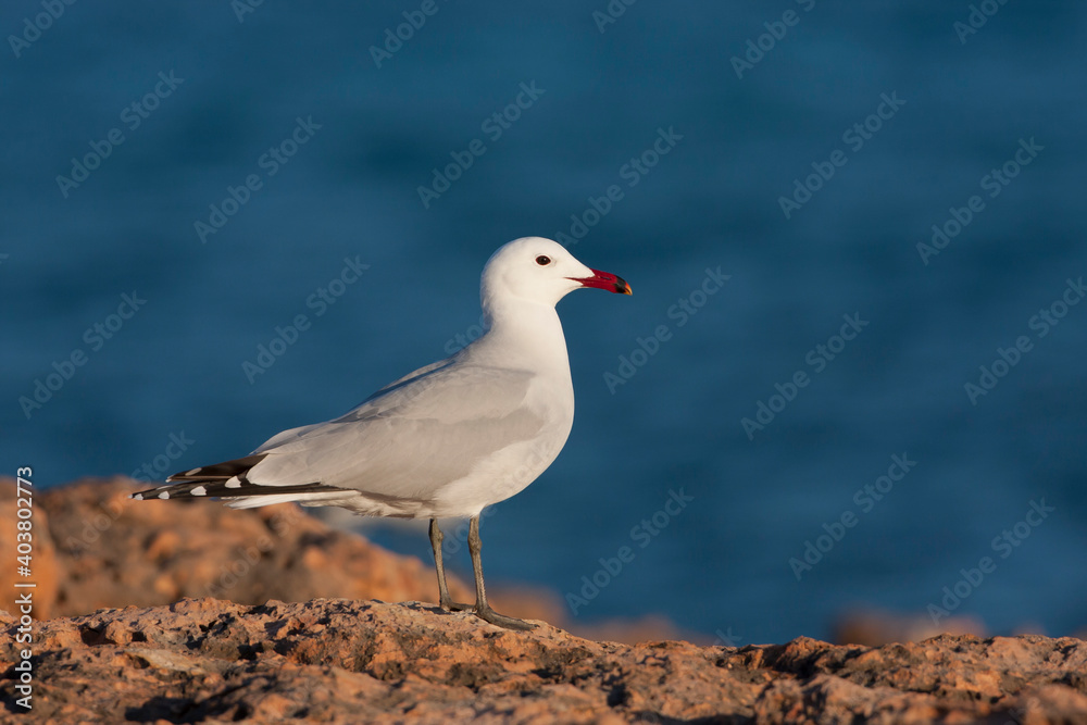 Audouins Meeuw, Audouin's Gull; Ichthyaetus audouinii Audouins Meeuw, Audouin's Gull; Ichthyaetus audouinii