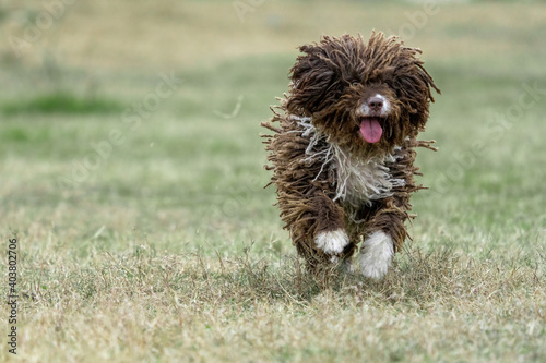 A happy spanish water dog running on the green grass with all it's hair moving.