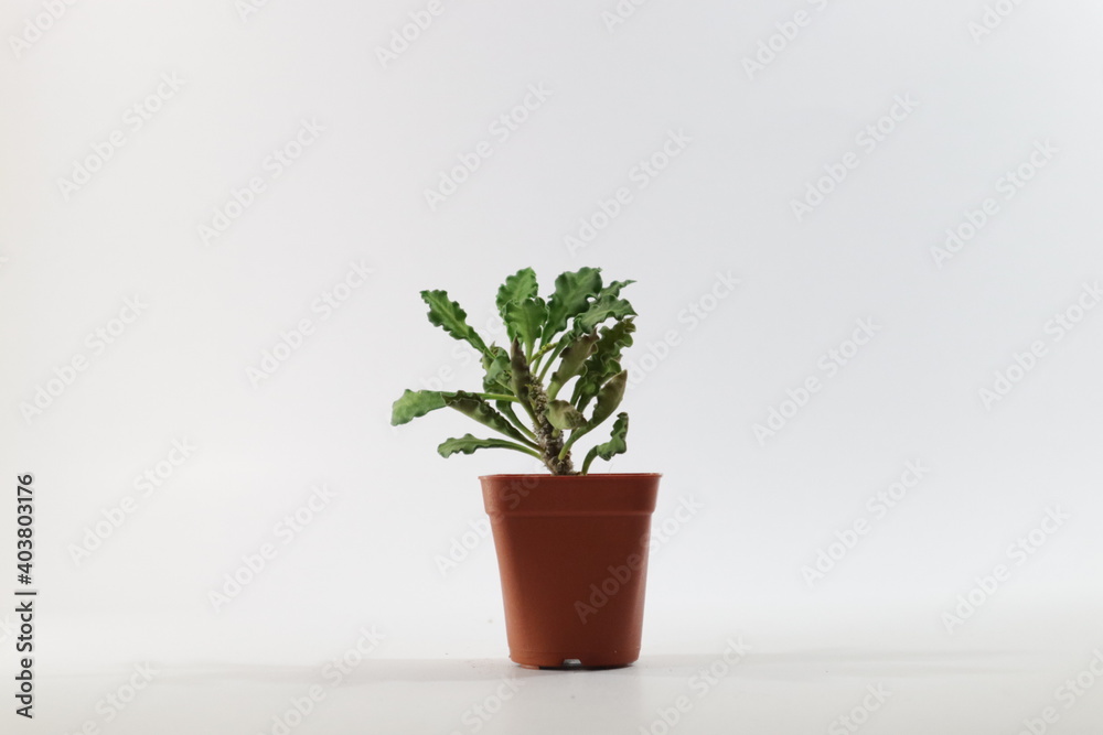 Mini cactus in a pot