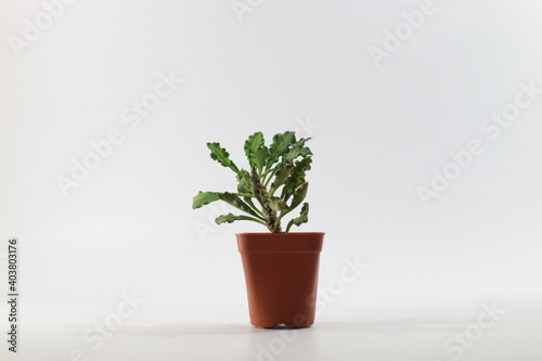 Fototapeta Naklejka Na Ścianę i Meble -  Mini cactus in a pot