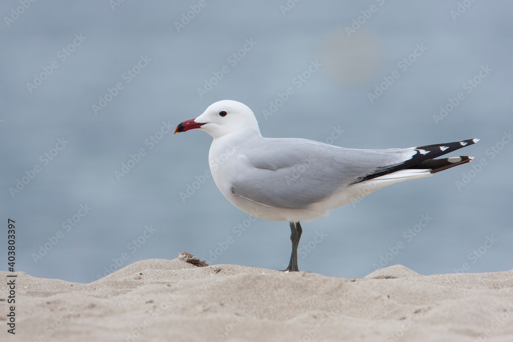 Audouins Meeuw, Audouin's Gull; Ichthyaetus audouinii Audouins Meeuw, Audouin's Gull; Ichthyaetus audouinii