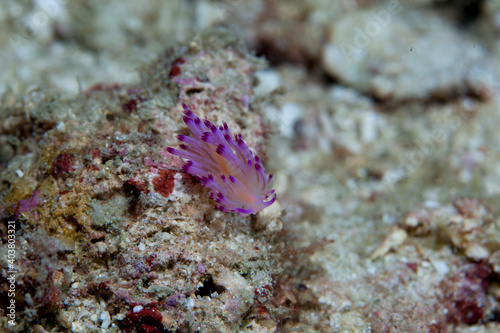 nudibranch or slug in mediterranean sea