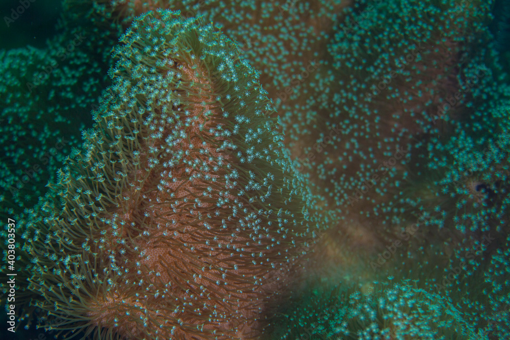 soft coral polyps or Acoel flatworms in the Pacific Ocean. Pacific marine fauna. Koh lippe island