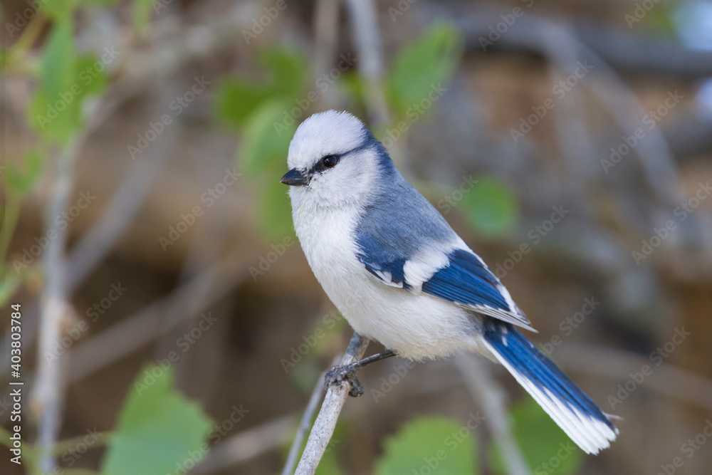Azuurmees, Azure Tit, Cyanistes cyanus koktalensis Azuurmees, Azure Tit, Cyanistes cyanus koktalensis