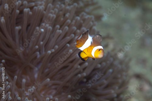Fototapeta A clown fish or nemo fish in a marine anemone