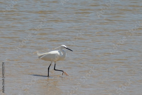 Seidenreiher (Egretta garzetta), Südafrika photo