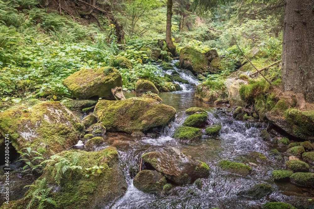 Mountain stream in green forest at summer time