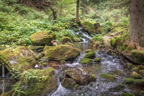 Mountain stream in green forest at summer time