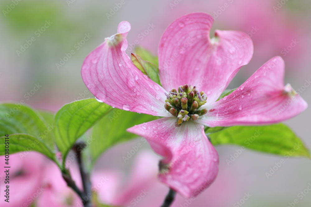 Obraz premium ハナミズキ