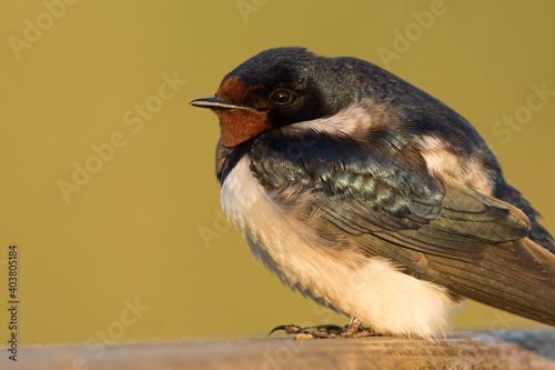 Boerenzwaluw, Barn Swallow, Hirundo rustica photo