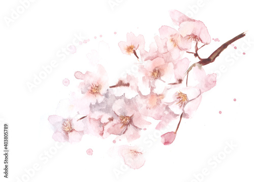 Watercolor tender image of blurred blooming cherry twig with lots of small gentle pink flowers with falling petals on white background. Hand drawn spring illustration