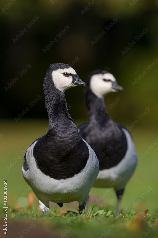 Brandgans, Barnacle Goose, Branta leucopsis Brandgans, Barnacle Goose, Branta leucopsis