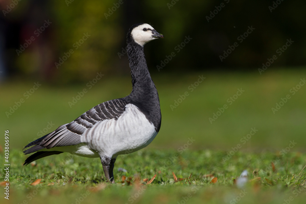 Brandgans, Barnacle Goose, Branta leucopsis Brandgans, Barnacle Goose, Branta leucopsis