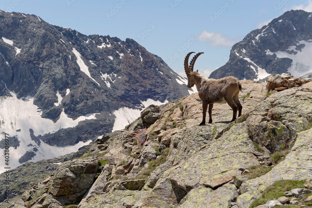 Male Alpine Ibex (Capra ibex) in French Alps 