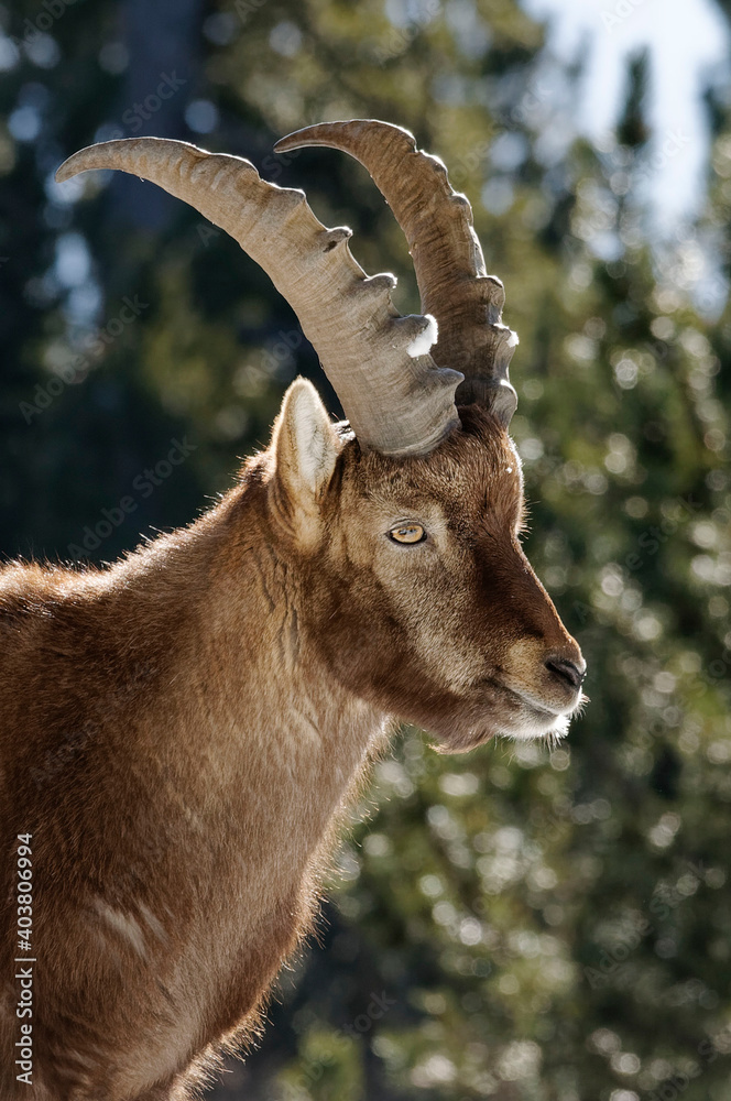 Male Alpine Ibex (Capra ibex) in French Alps 