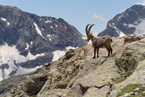 Male Alpine Ibex  Capra ibex  in French Alps 