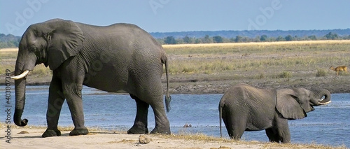 Photography Elephant Mother and Baby