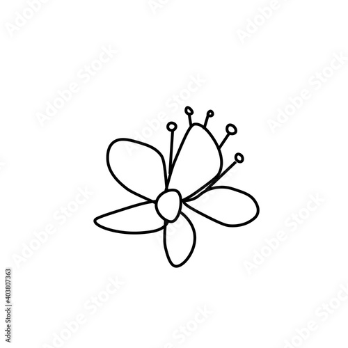 Vector Asian flower in doodle style Spring botanical illustration for Chinese New Year.Cherry blossom sakura  with black hand drawn line.Design cards,social media,weddings,stickers,coloring books. © Мария Минина