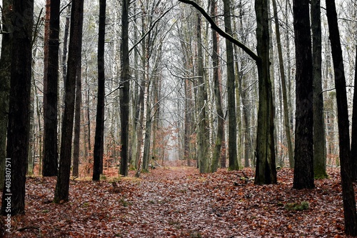 Fototapeta Naklejka Na Ścianę i Meble -  forest in autumn