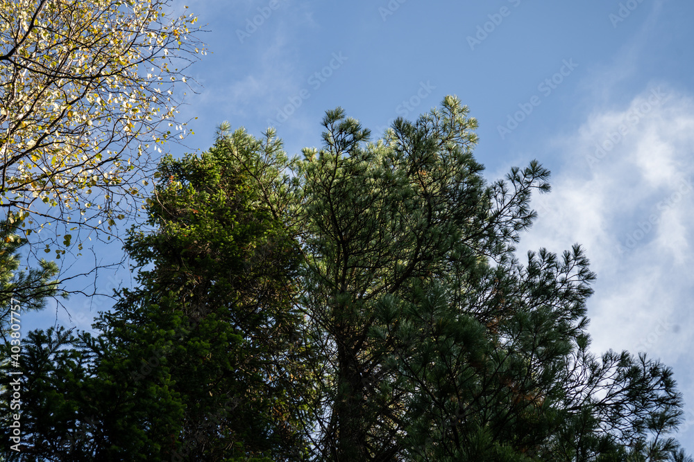 Natural landscape with a view of autumn trees against the sky Natural landscape with a view of autumn trees against the sky
