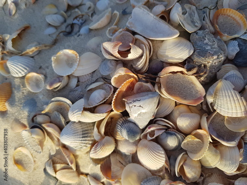 Seashells on the beach close up
