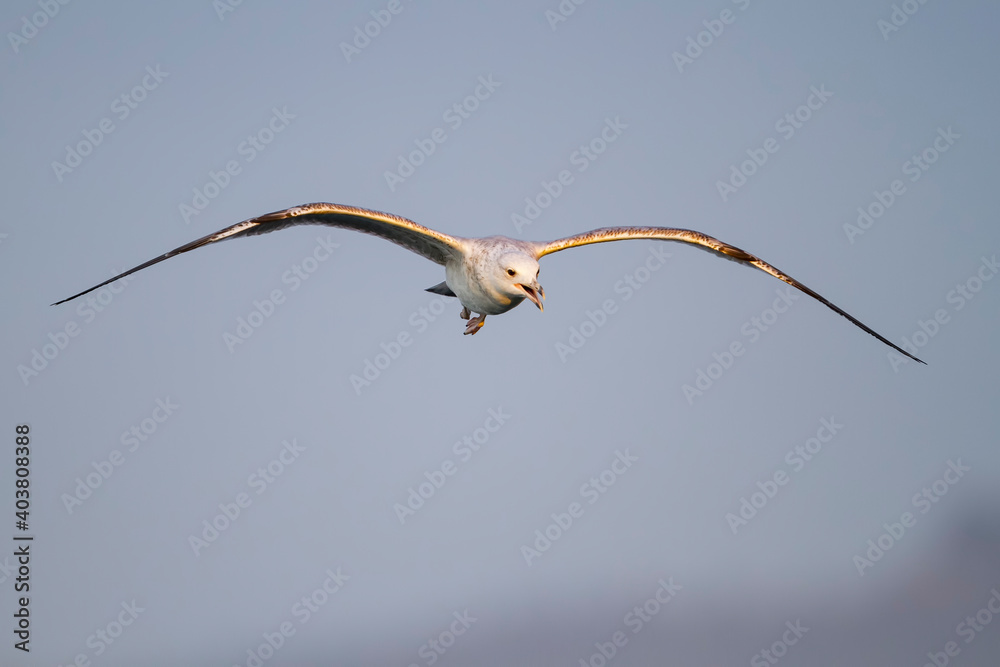 Caspian Gull, Pontische Meeuw, Larus cachinnans Caspian Gull, Pontische Meeuw, Larus cachinnans
