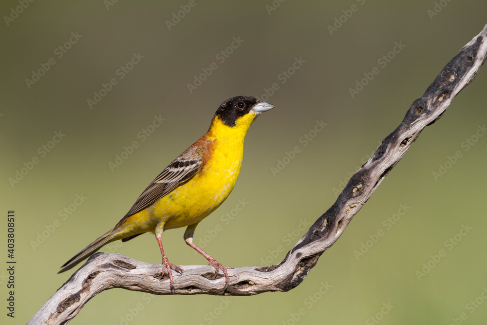 Obraz premium Zwartkopgors, Black-headed Bunting, Emberiza melanocephala