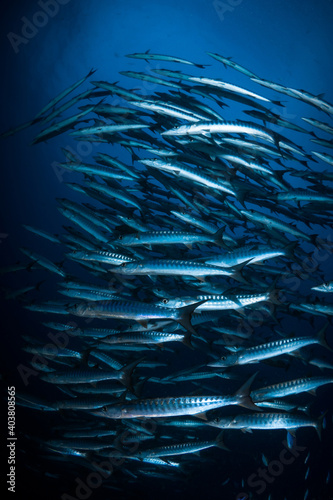 Schooling group of barracuda over coral reef in Papua New Guinea © Mike Workman