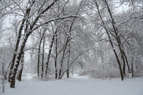 many snow-covered trees in the forest. calm winter landscape © zoomingfoto1712