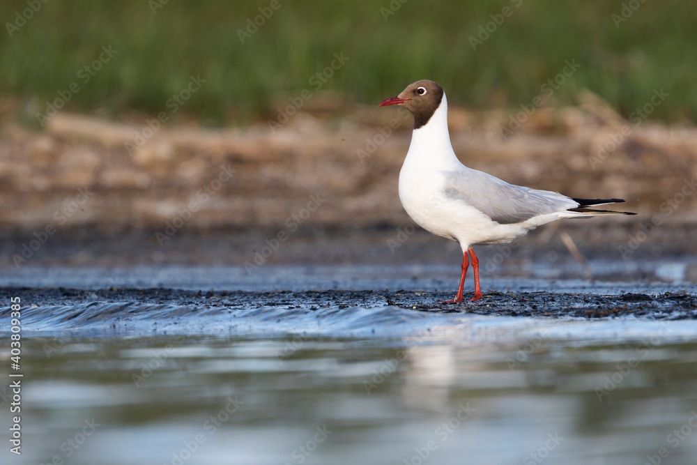 Fototapeta premium Kokmeeuw, Common Black-headed Gull, Croicocephalus ridibundus