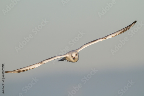 Kokmeeuw  Common Black-headed Gull  Croicocephalus ridibundus