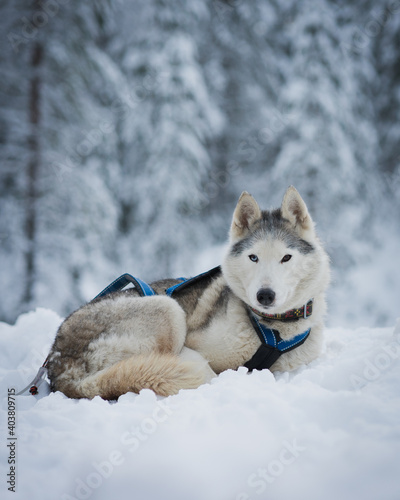 Siberian husky in winter