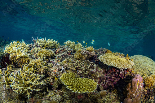 Pristine hard coral in shallow coral reef