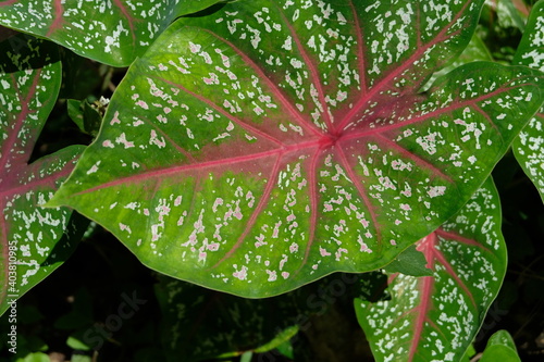 Caladium bicolor leaves in the garden